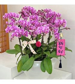 年宵花卉：紫气东来蝴蝶兰 10株