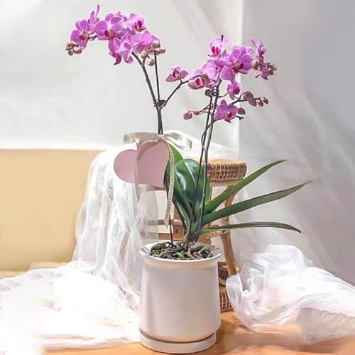 2株紫色蝴蝶兰，新年挂卡装饰