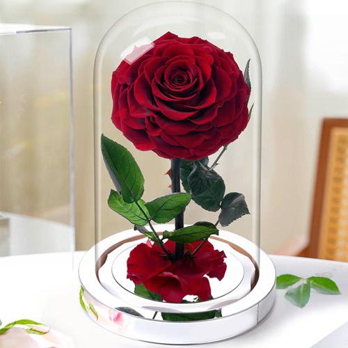 永生花：小王子 红玫瑰