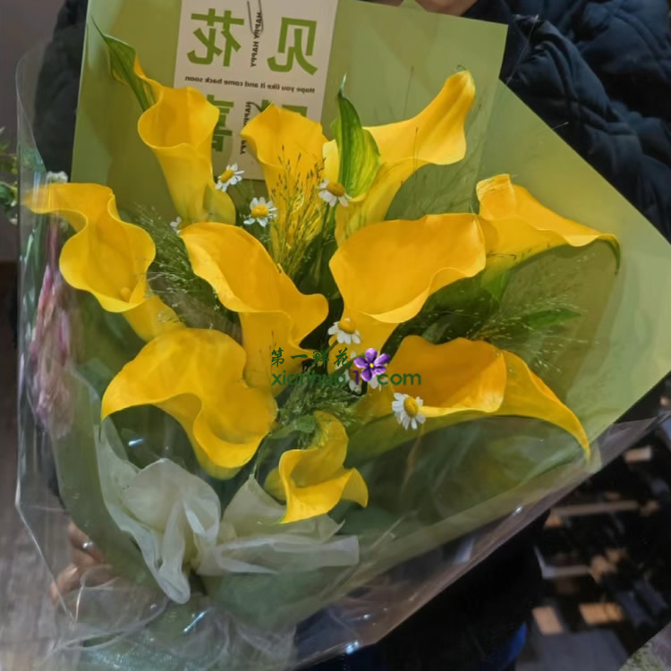 11枝黄色马蹄莲，洋甘菊、喷泉草搭配