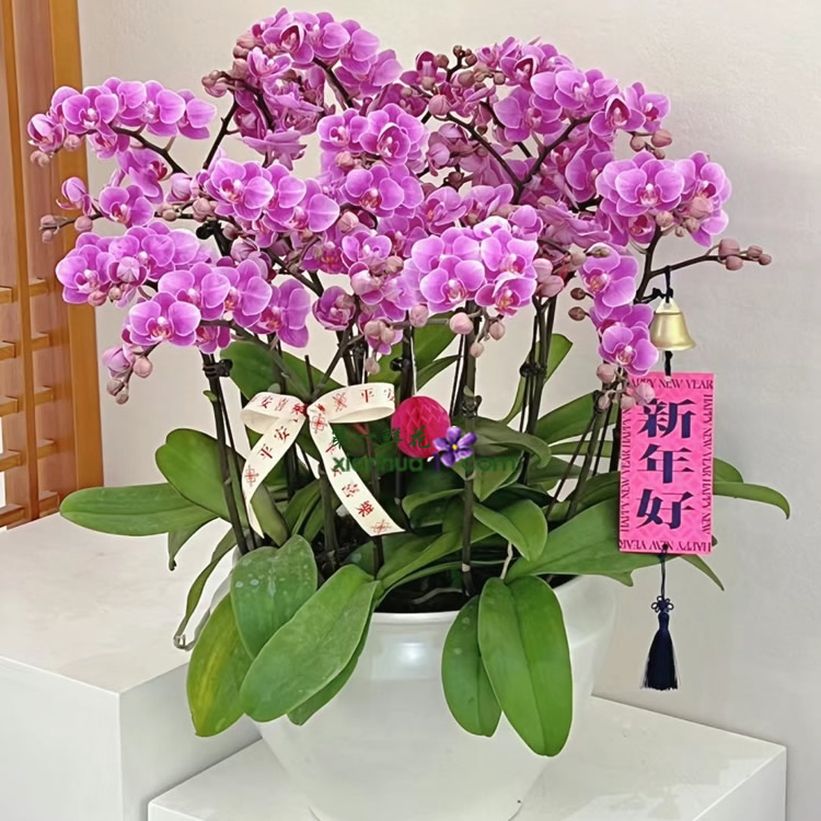 10株紫色蝴蝶兰，新年挂卡装饰