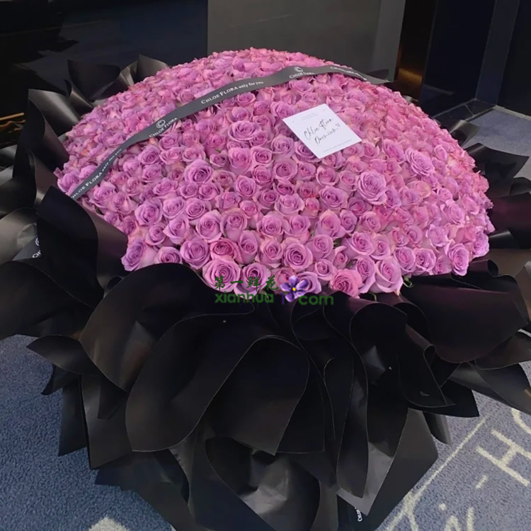 520枝紫霞仙子紫玫瑰，黑色丝带花结装饰