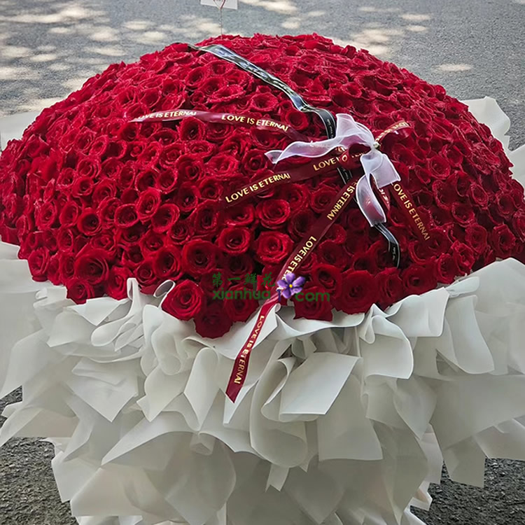 520枝红玫瑰，丝带花结装饰