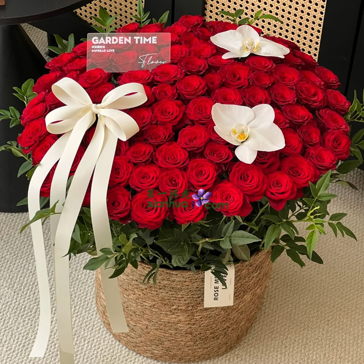 99枝高原红红玫瑰